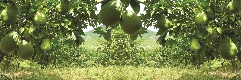 红心柚照片 5.jpg